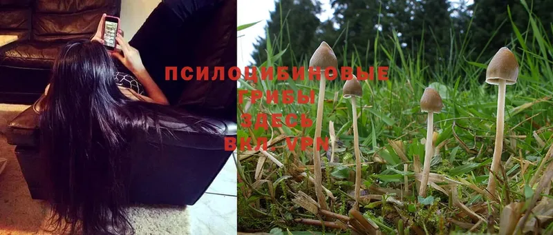 купить  сайты  Старый Оскол  MEGA сайт  Псилоцибиновые грибы MAGIC MUSHROOMS 